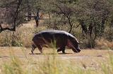 TANZANIA - Serengeti National Park - Hippo - 2